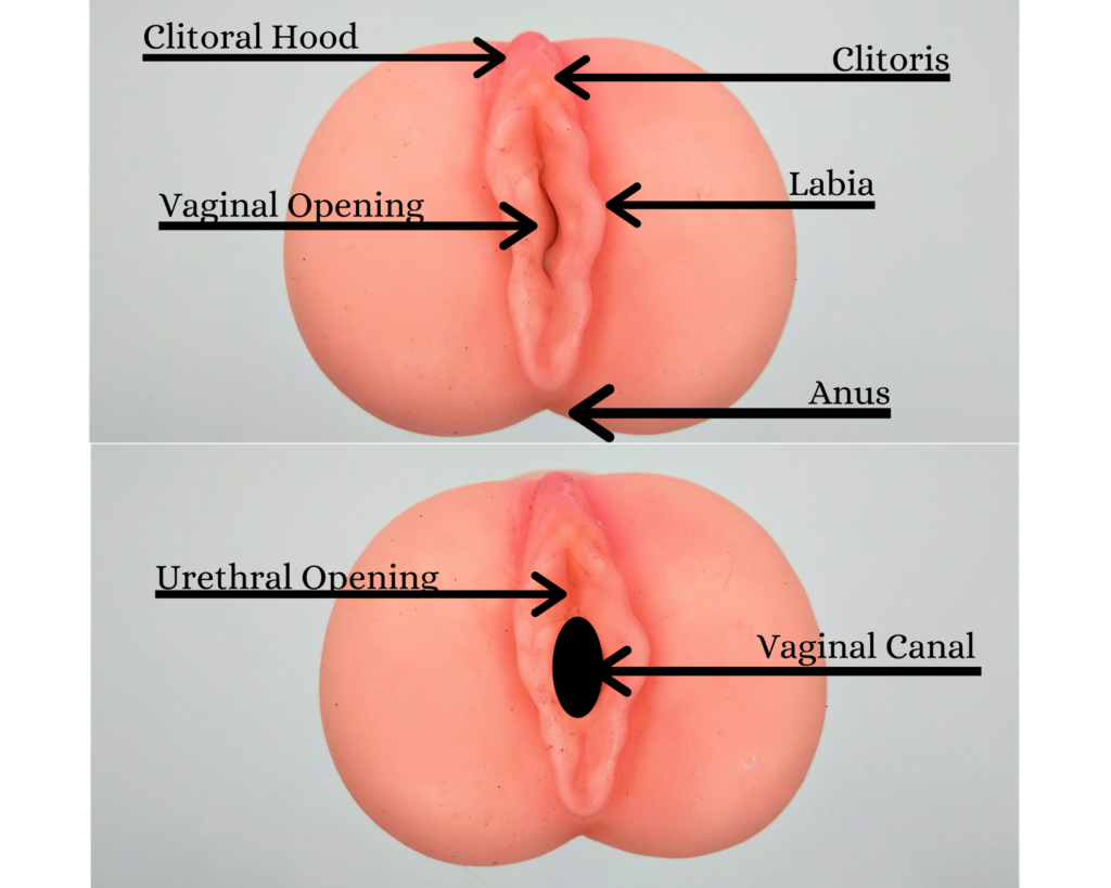 How to use a vibrator on her. Illustration of the vagina labeled with each part.