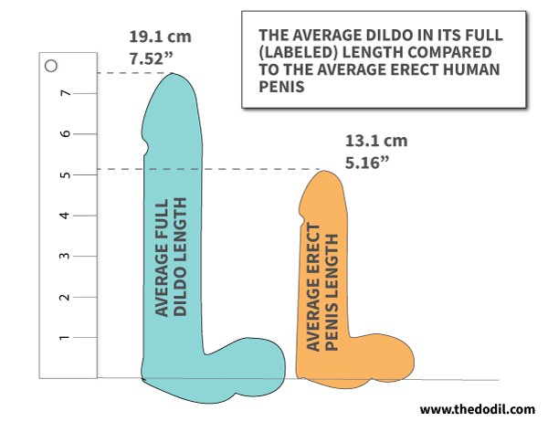 Chart showing comparison between best-selling dildo sizes and the erect human penis size.