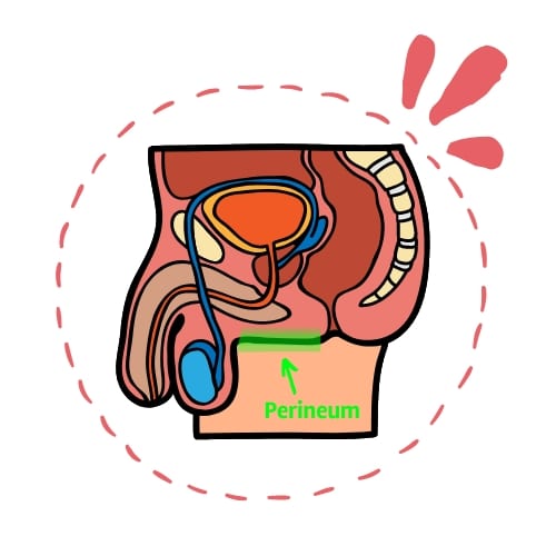Perineum - Can You Use a Finger Vibrator on a Man?