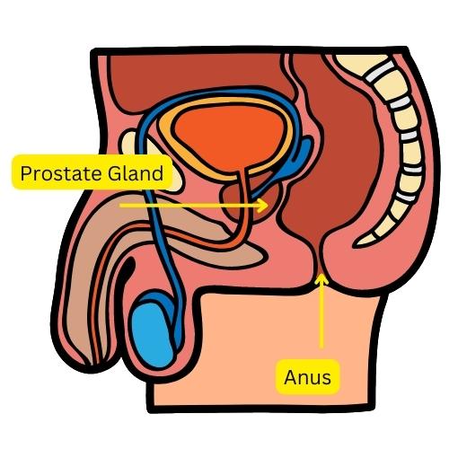 Anal Stimulation and Prostate Play 