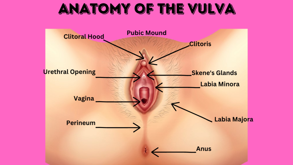Anatomy of the vulva, where to finger a woman
