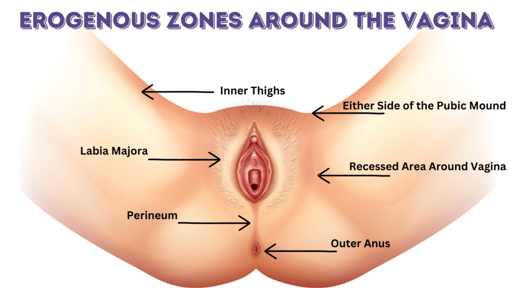 Erogenous zones around the vagina, an illustration of the vulva