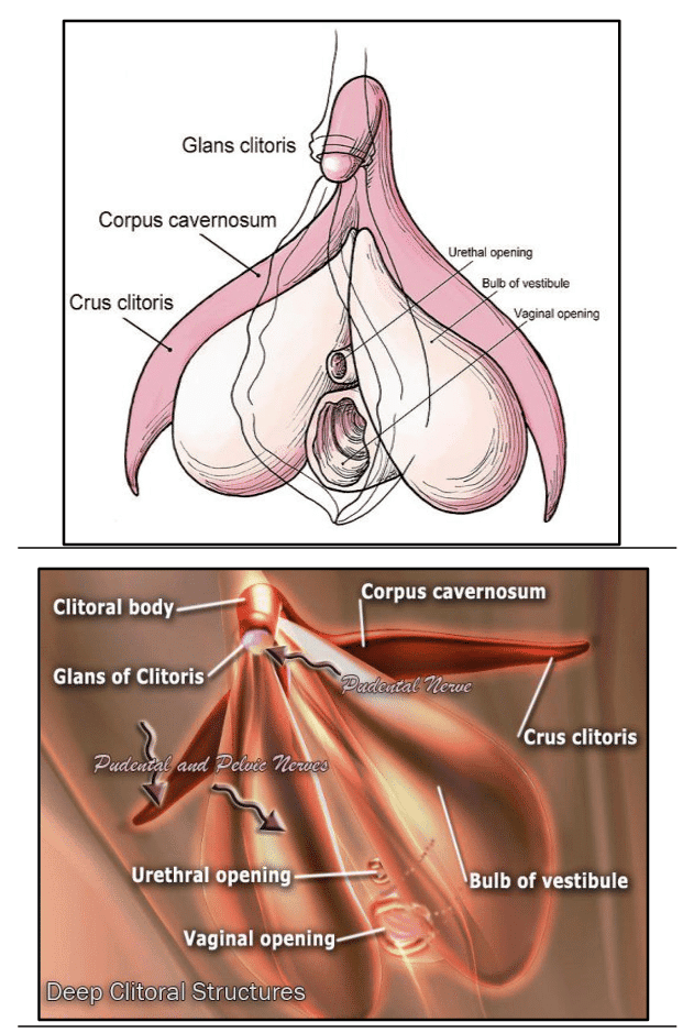 Illustrations of the female genitalia 