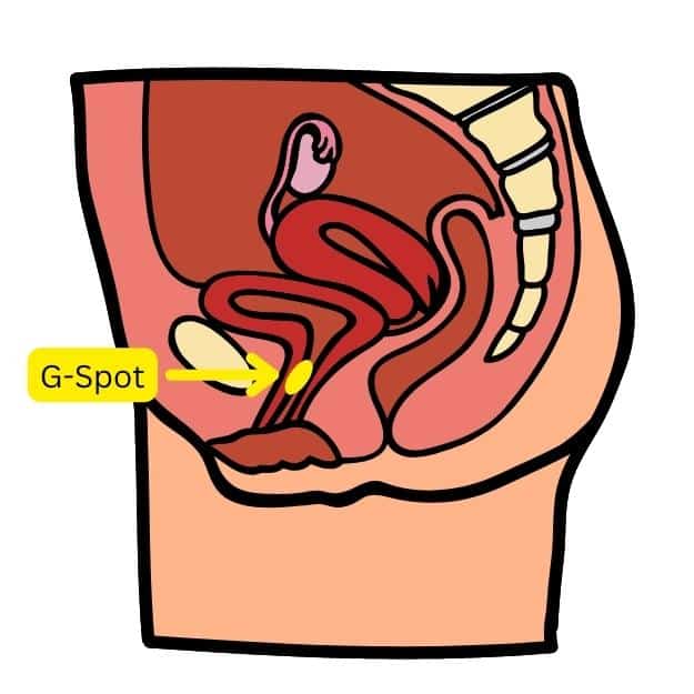 location of the g-spot diagram