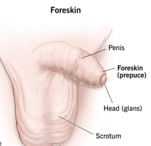 Penis with foreskin diagram