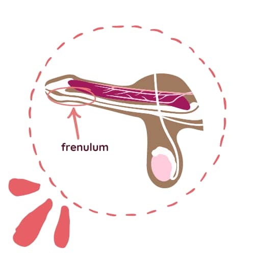 What is the frenulum? - What is the frenulum?