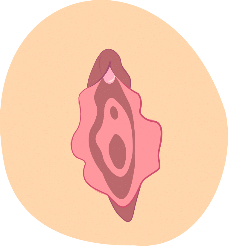 Vulva