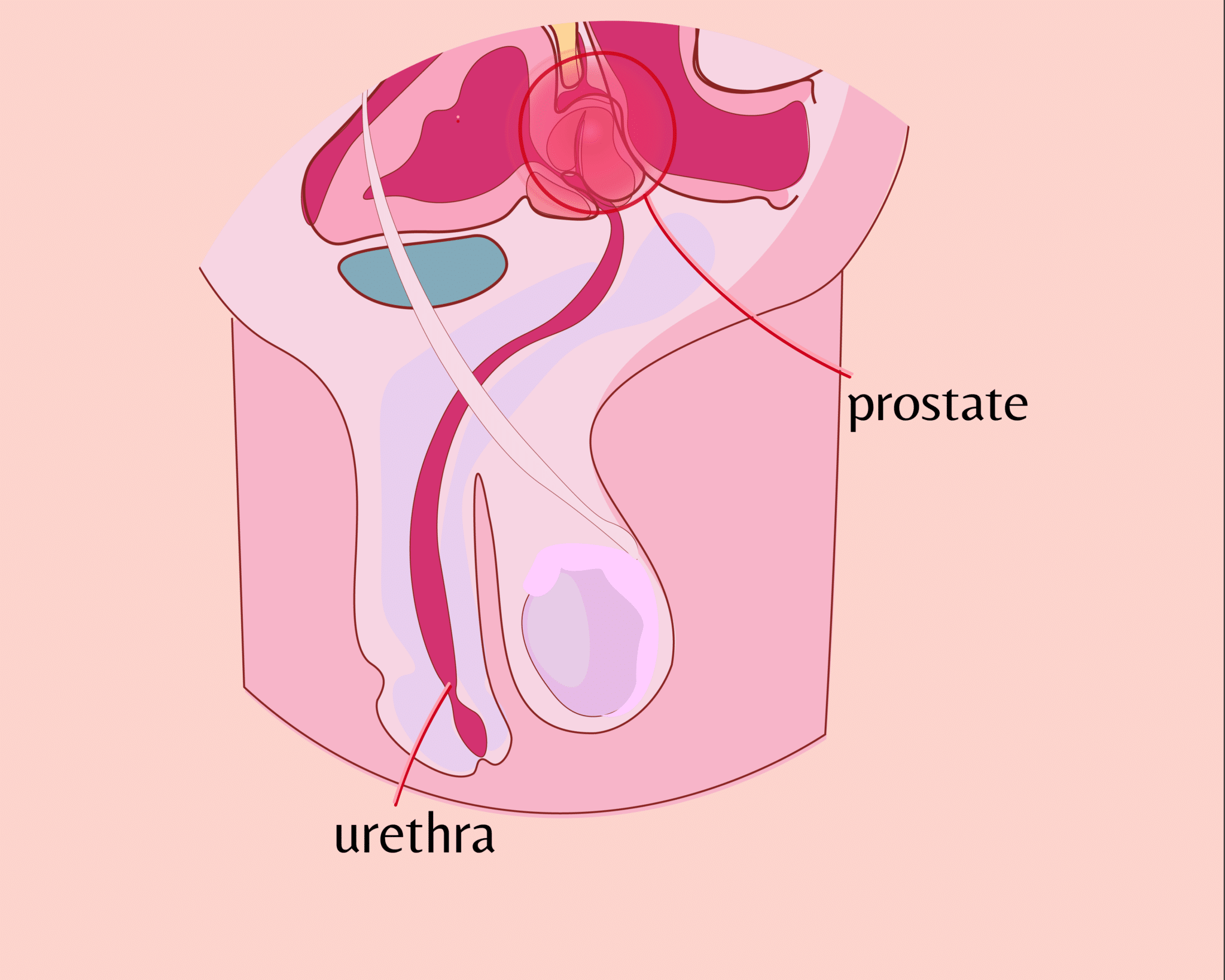 diagram of male p-spot, urethra, prostate